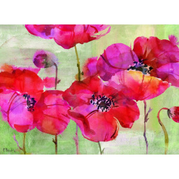 16521 Amalfi Poppies