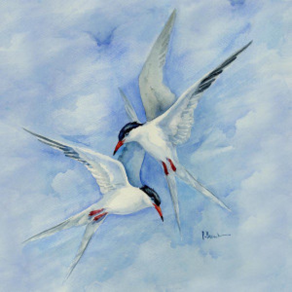 22051 Terns in Flight