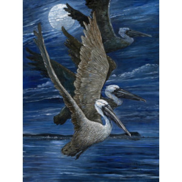 22055 Pelican Nocturne