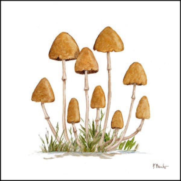 23544 Mushroom Patch III