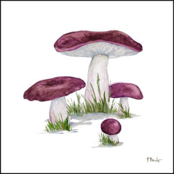 23545 Mushroom Patch IV