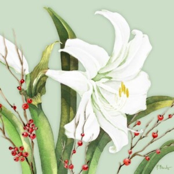24631 White Amaryllis and Holly