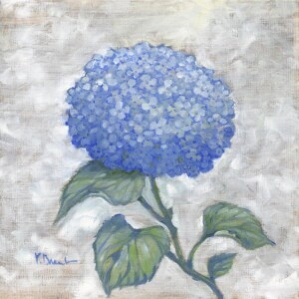 24071 Garden Glory - Hydrangea Single I