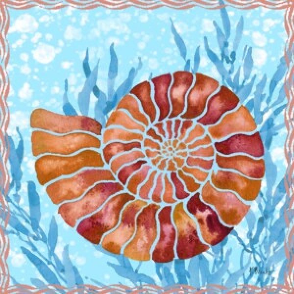 24738 Ammonite Shell III