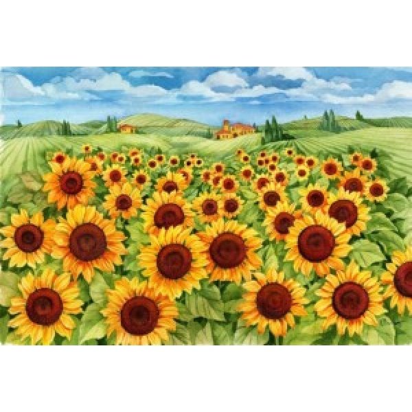 12117 - Sunflower Field