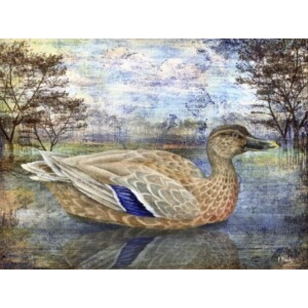 25514 Female Mallard Pond Horizontal