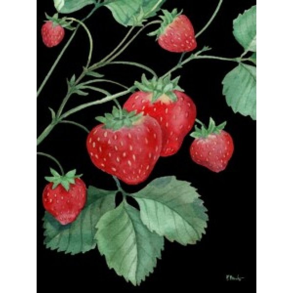 25537 Ruby Strawberries