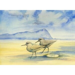 24061 Western Sandpipers with Sand Dollar