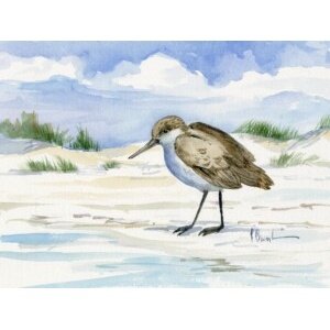 24151 Inlet Beach Sandpiper Standing