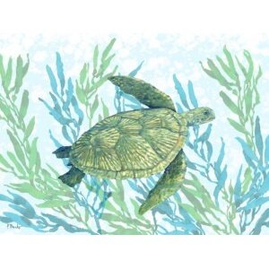 25629 Tasman Turtle I