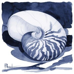 26556 Shaded Shell II