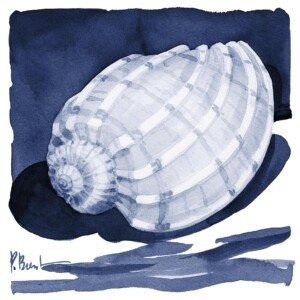 26558 Shaded Shell IV