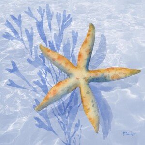 26577 Drift Shells I