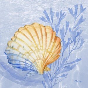 26578 Drift Shells II