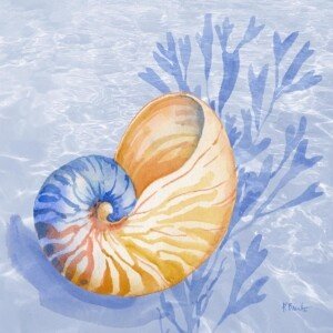 26580 Drift Shells IV