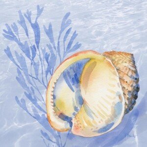 26581 Drift Shells V