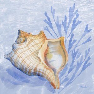 26582 Drift Shells VI