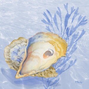 26584 Drift Shells VIII